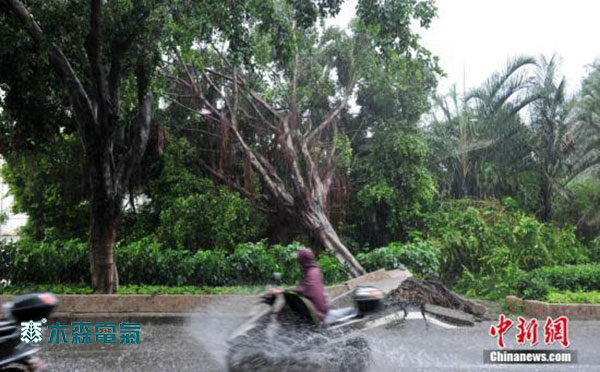 图2: 福建电网台风受重创,民众从倒下的大树前经过